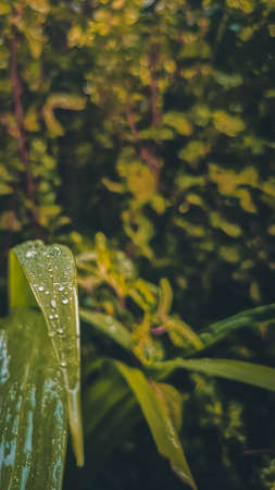 Close-up of rain drops on a green leaf in the gardenの写真素材