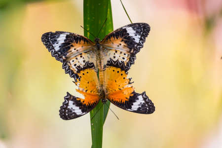 butterfly reproductionの写真素材