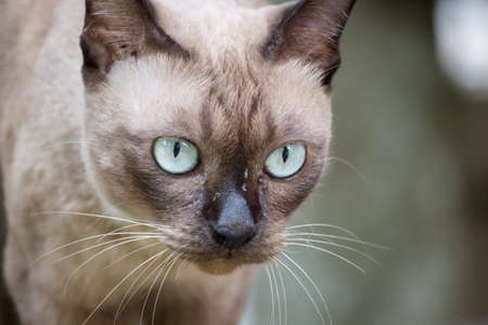 A brown catの写真素材