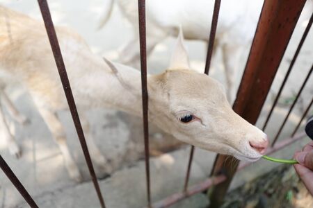 White Deer
