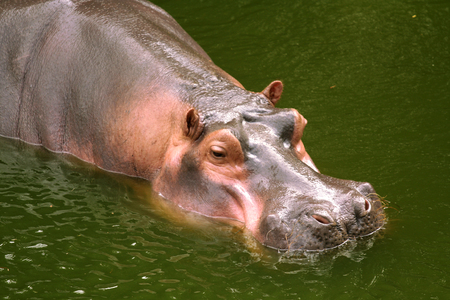 Hippo