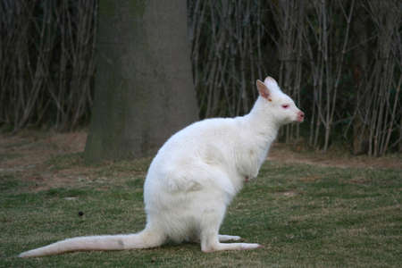 Kangarooの写真素材