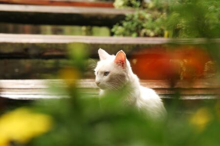 white catの写真素材