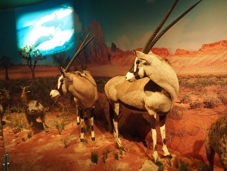 Taxidermy in the museumのeditorial素材