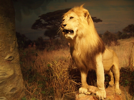 Taxidermy in the museumのeditorial素材