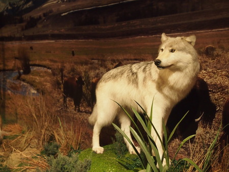 Taxidermy in the museumのeditorial素材