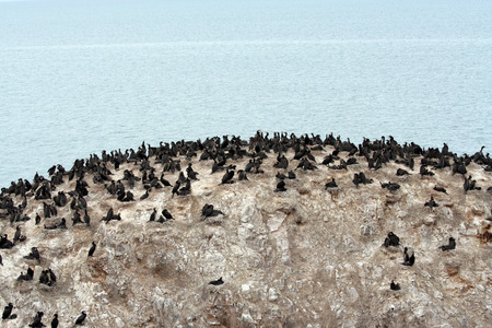Qinghai islandの写真素材