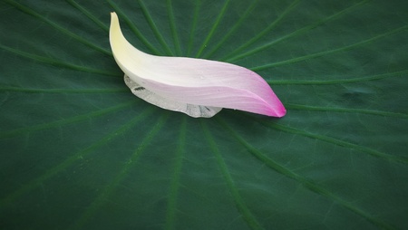 Lotusの写真素材