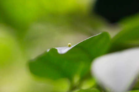 Seed on the leaves の写真素材