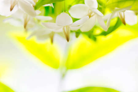 Moke flower の写真素材