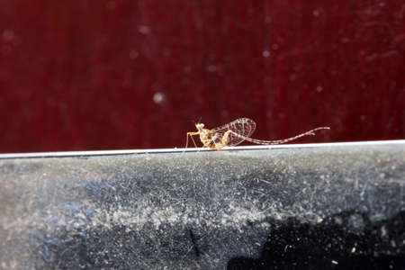 Insects on a chair の写真素材