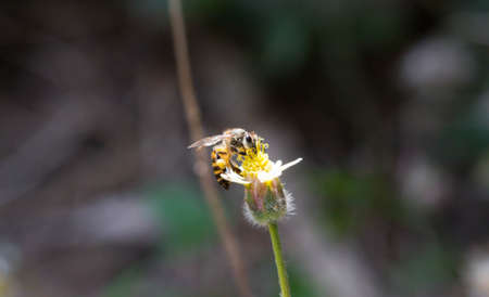 Bee on a flower の写真素材