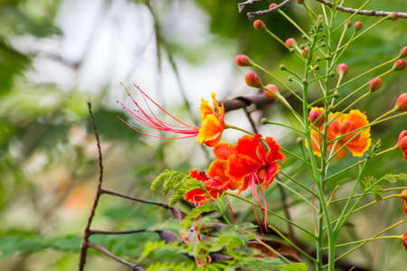 Orange flowers の写真素材