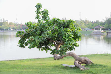 Parks in central eastern province of Thailand の写真素材