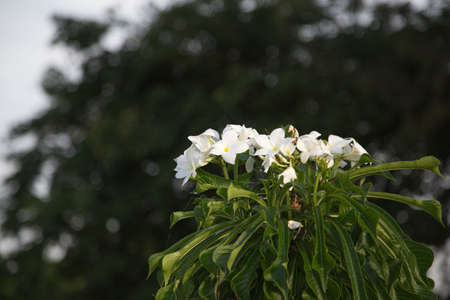 Flowers in the park in Thailand 