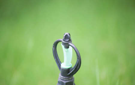 Springer is one of on the lawn の写真素材