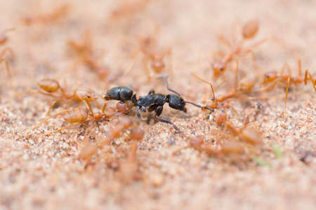 Colony of ants looking for food in the rainy season の写真素材