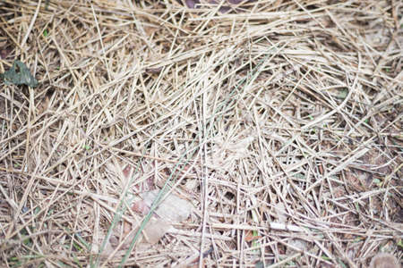 The hay cutの写真素材