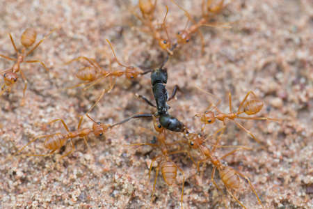 Colony of ants looking for food in the rainy season の写真素材