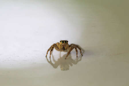 Spiderの写真素材