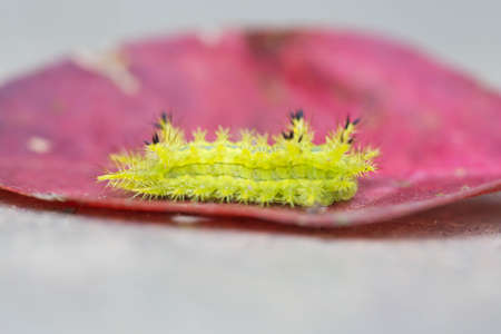 Worm is walking on a leaf の写真素材