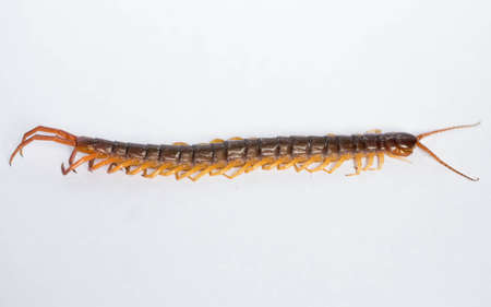 Centipede died on white background.の写真素材