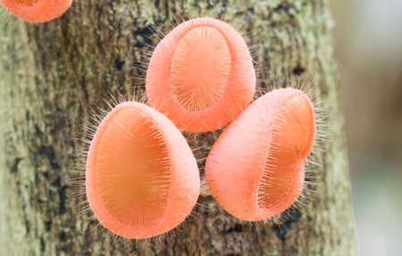 Mushrooms grow on trees in the forest.の写真素材