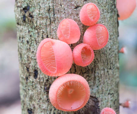 Mushrooms grow on trees in the forest.の写真素材