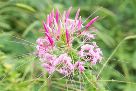 Pink flowers in the garden.