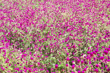 Pink flowers in the garden.の写真素材