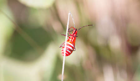 Beetle walking on the grass.の写真素材