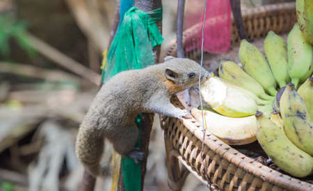 Squirrel eating bananas placed in a basket.の写真素材
