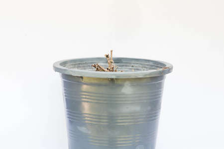 Dry tree in a pot on a white background.の写真素材