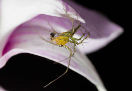 Spider perched on a orchid.の写真素材