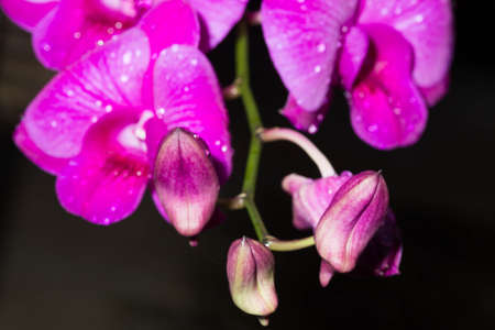Pink orchid in the garden.の写真素材