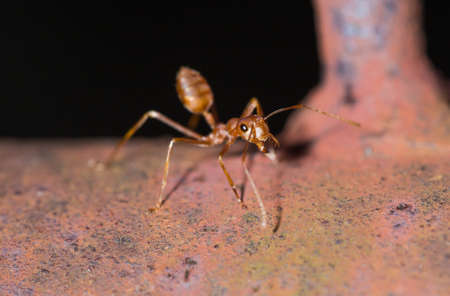 An ant is walking on iron rusty fence.の写真素材