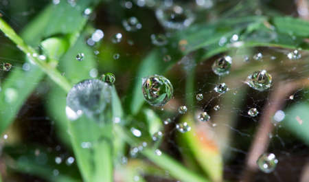 Dew condensation on fiber glass insect in the garden.の写真素材
