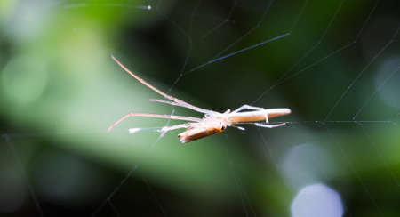 Spider webs in the garden on the island.の写真素材