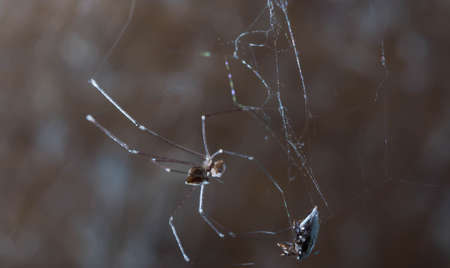 Spider webs in the house.