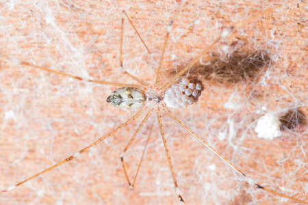 Spider webs in the house.