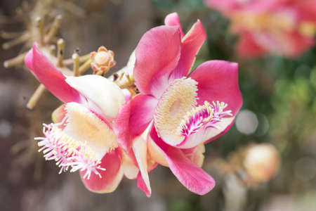 Pink flowers in the garden.の写真素材