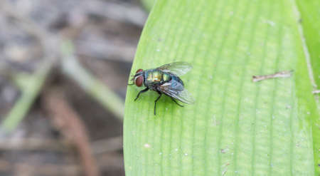 Flies perched on a leaf in the garden.