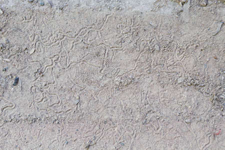 Traces of ants walking on ground.