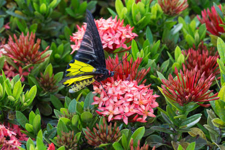 Butterflies are nectar of flower pollen.の写真素材