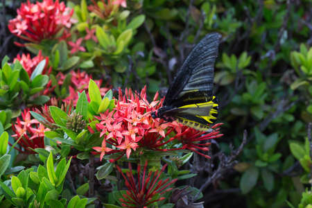 Butterflies are nectar of flower pollen.の写真素材