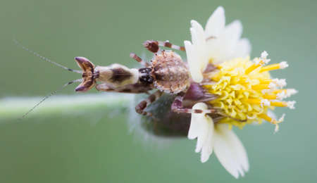 Grasshopper perched on a flower in the garden.の写真素材