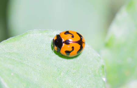 Ladybug perched on a leaf in the garden.