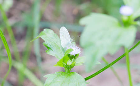 Butterfly are nectar from flower.