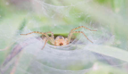 Spider nest in the grass.の写真素材