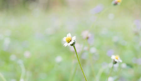 Grass in the park during the day.
